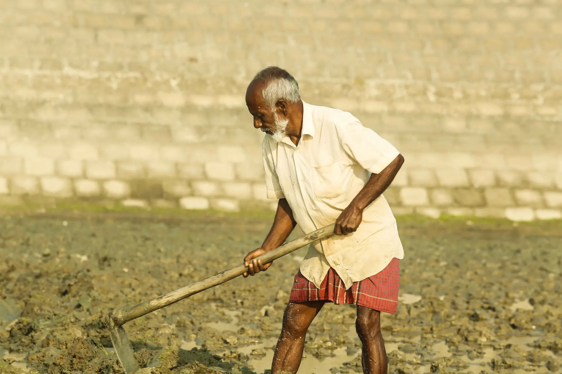 cultivation